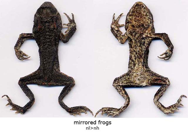 mirrored frogs